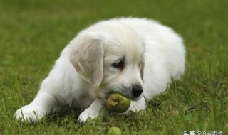 中华田园犬能吃葡萄吗